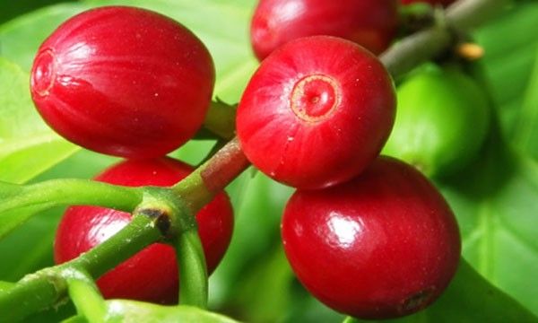 Ripe red coffee cherries