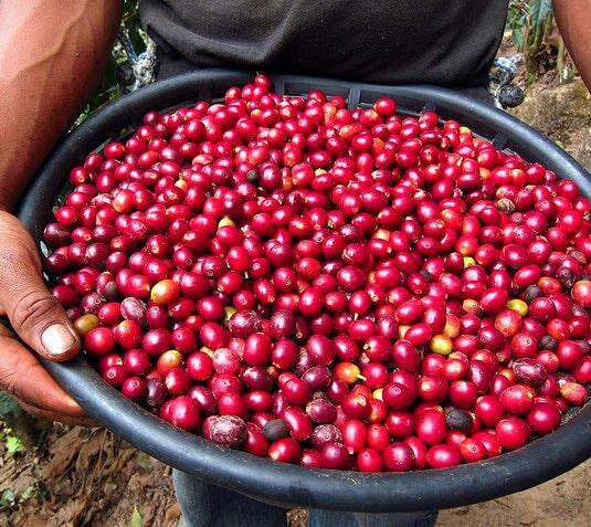 Harvested coffee cherries in a black bowl