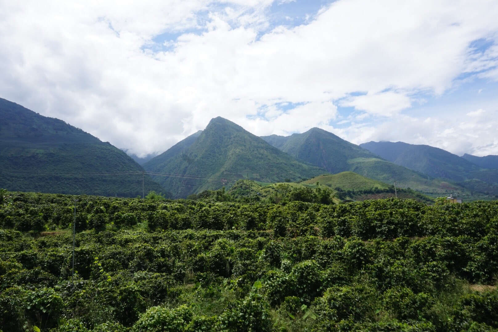Coffee plantation beneath green hills