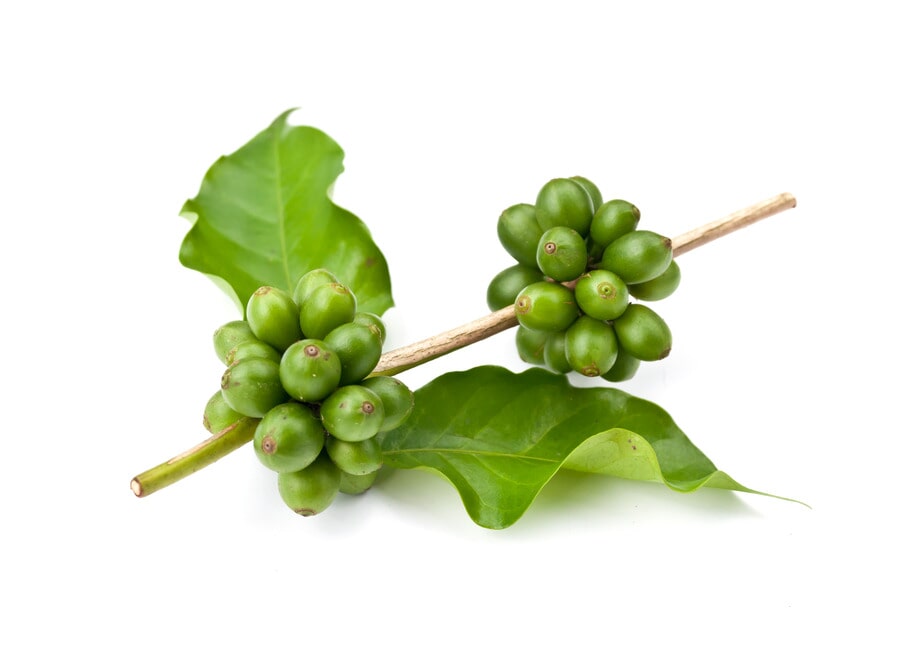 Coffee branch with green cherries