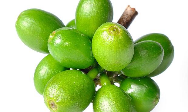 Coffee branch with green cherries against a light background