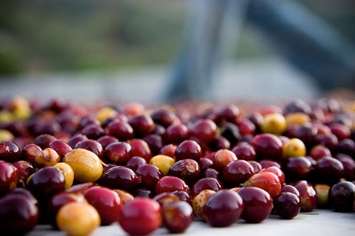Coffee cherries on a drying bed