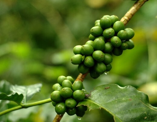 Unripe coffee cherries on a branch