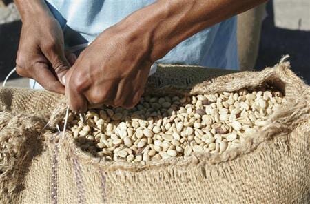 Hands holding green coffee beans above a sack