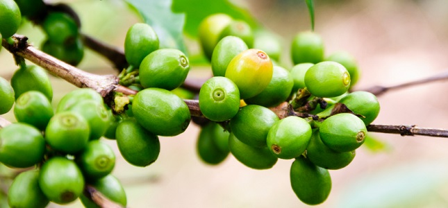 Green coffee cherries beneath leaves