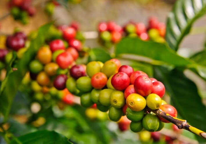 Red and green coffee cherries on a branch
