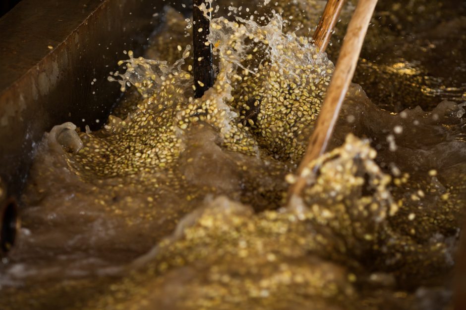 Coffee beans in a washing trough