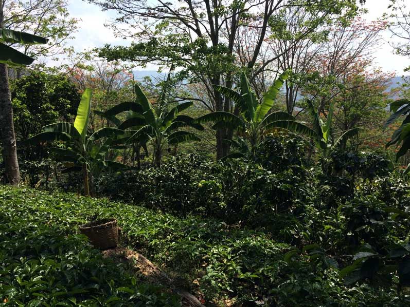 Shaded coffee farm