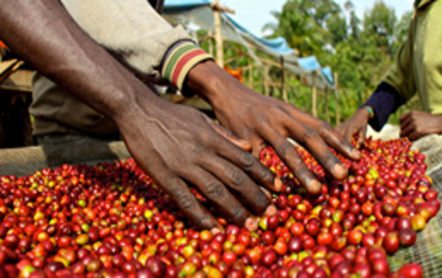 Hands sorting red coffee cherries