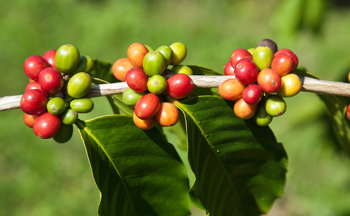 Red and green coffee cherries on a branch