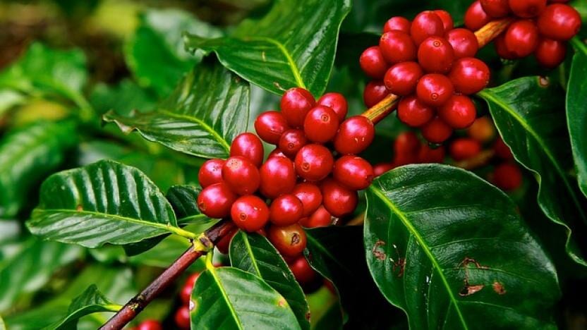 Ripe red coffee cherries among green leaves