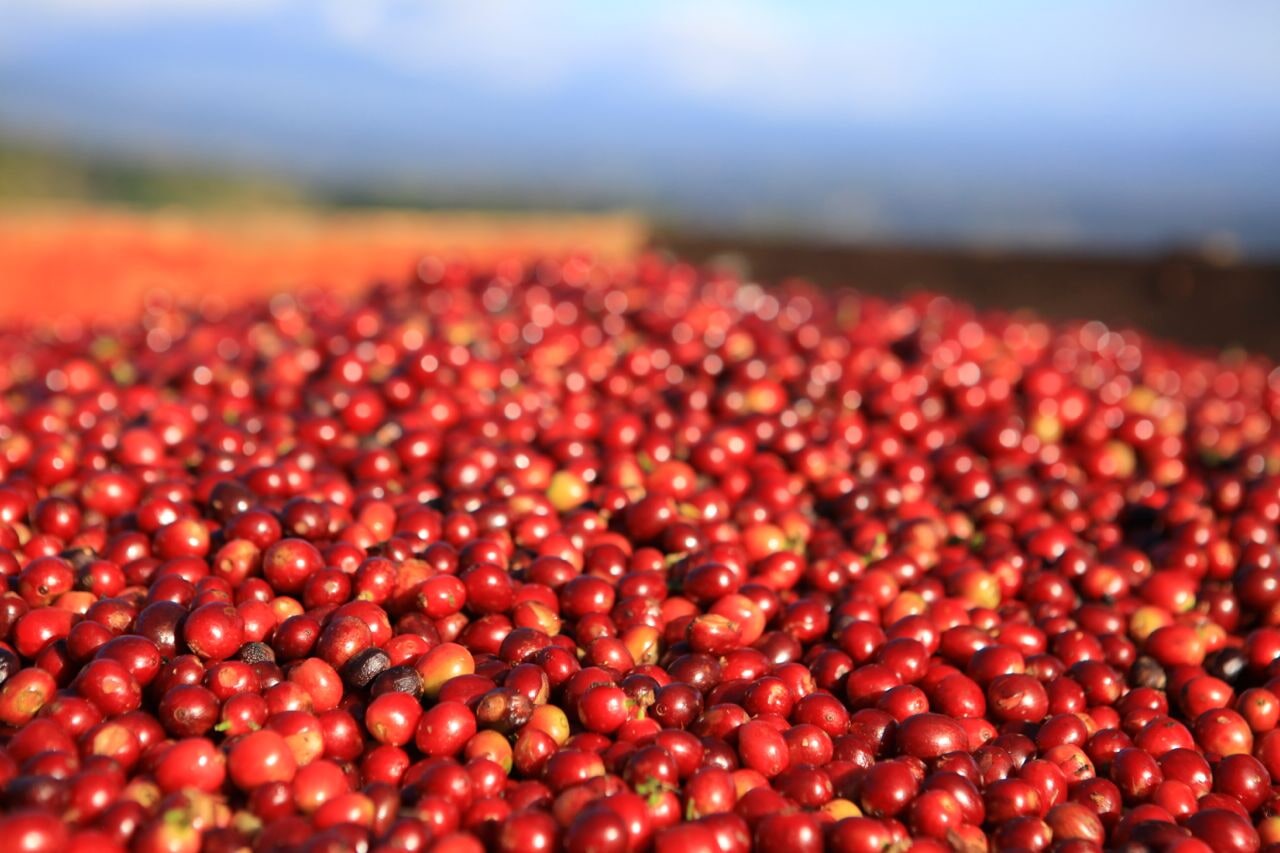 Red coffee cherries drying