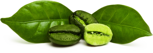 Green coffee beans and leaves